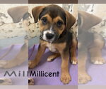 Small American Pit Bull Terrier Mix