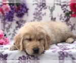 Small Photo #5 Golden Retriever Puppy For Sale in CLAY, PA, USA