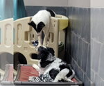 Small #18 Border Collie