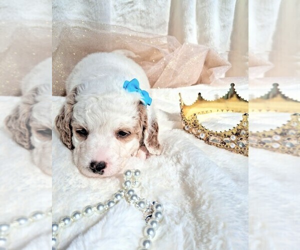 Medium Photo #83 Goldendoodle (Miniature) Puppy For Sale in GASTONIA, NC, USA