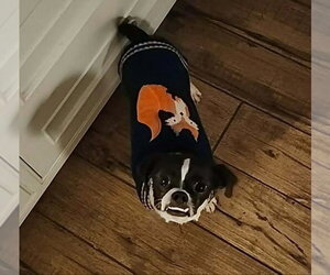 Willie *Adopt or Foster+ - Male Mutt Dog for Adoption - Photo #2