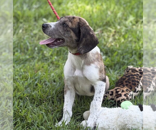 Medium Photo #2 Beagle Puppy For Sale in Yardley, PA, USA