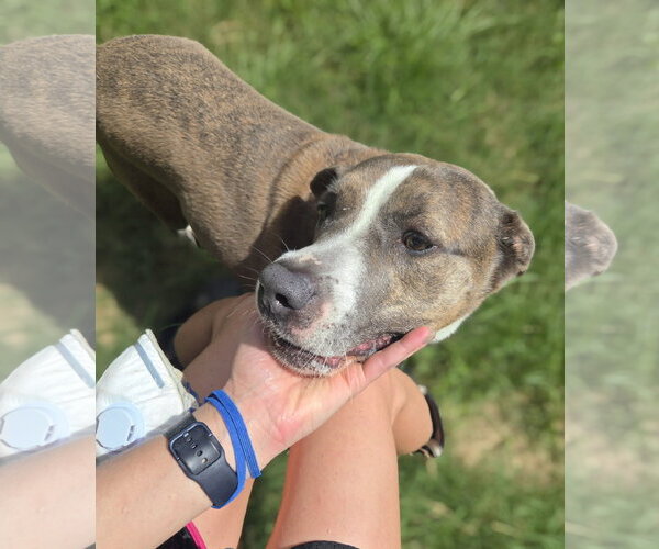 Medium Photo #4 American Staffordshire Terrier-Unknown Mix Puppy For Sale in Jackson, MS, USA