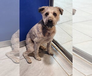 - Mix Dogs for adoption in Walnutport, PA, USA