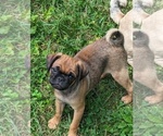 Puppy 4 Daug
