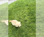 Puppy Light Blue Labrador Retriever