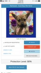Australian Shepherd-Rat Terrier Mix Puppy for sale in NEWBURY PARK, CA, USA