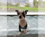 Small Photo #14 Boston Terrier Puppy For Sale in OROVILLE, CA, USA