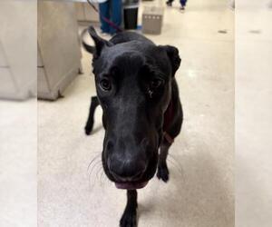 Mutt Dogs for adoption in Riverside, CA, USA