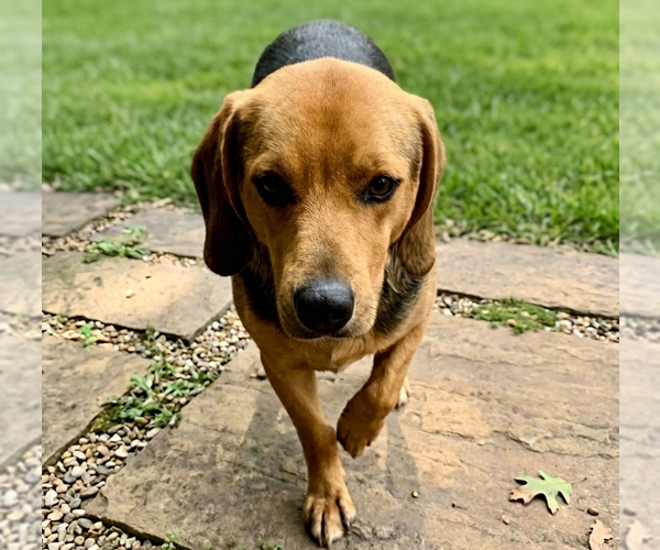 Medium Photo #3 Mutt Puppy For Sale in Brooklyn Center, MN, USA