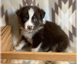 Miniature Australian Shepherd Puppy for sale in FORT MORGAN, CO, USA