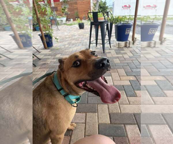 Medium Photo #9 Labrador Retriever-Unknown Mix Puppy For Sale in Pompano Beach , FL, USA