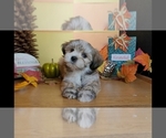 Small #11 Lhasa Apso