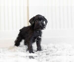 Small #2 Schnauzer (Miniature)