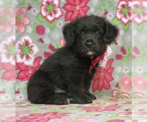 Pembroke Welsh Corgi-Poodle (Miniature) Mix Puppy for sale in LANCASTER, PA, USA