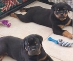 Small #7 Rottweiler