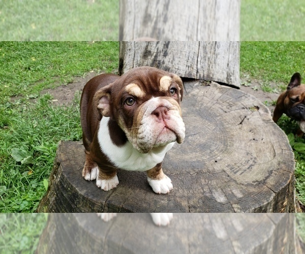 Medium Photo #6 English Bulldog Puppy For Sale in BURTON, MI, USA