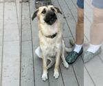 Small #3 German Shepherd Dog