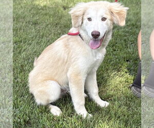 RANGER - Male Siberian Husky Dog for Adoption - Photo #4