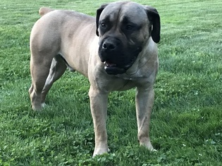Father of the Boerboel puppies born on 05/06/2018