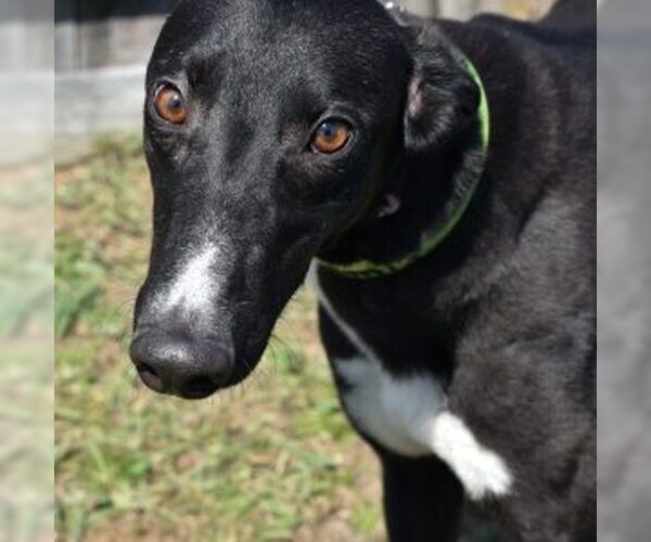 Medium Photo #1 Greyhound Puppy For Sale in Grandville, MI, USA