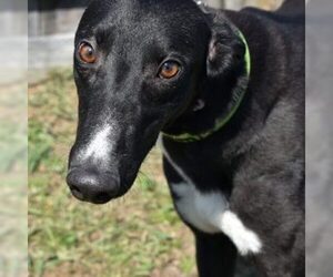 Greyhound Dogs for adoption in Grandville, MI, USA