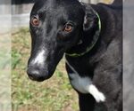 Small Greyhound