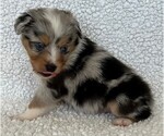 Small Photo #13 Miniature Australian Shepherd Puppy For Sale in ARDMORE, OK, USA