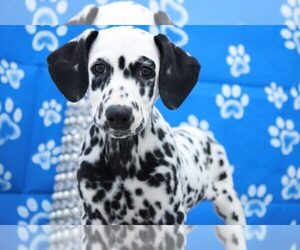 Medium Dalmatian