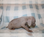 Small #3 Weimaraner
