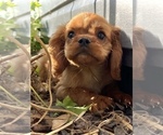 Small Photo #2 Cavalier King Charles Spaniel Puppy For Sale in COLORADO SPRINGS, CO, USA