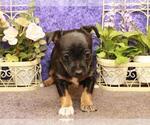 Small Photo #6 Chihuahua Puppy For Sale in SHAWNEE, OK, USA