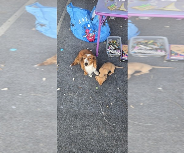 Medium Photo #9 Dachshund Puppy For Sale in COMMERCE, TX, USA