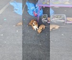 Peanut - Female Dachshund Puppy for Sale - Photo #9