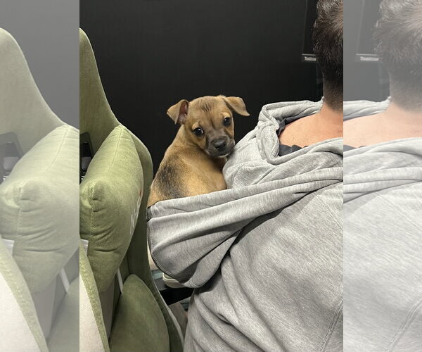 Medium Photo #13 Bulldog-Chihuahua Mix Puppy For Sale in North Royalton, OH, USA
