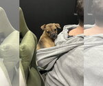 Small #12 Bulldog-Chihuahua Mix