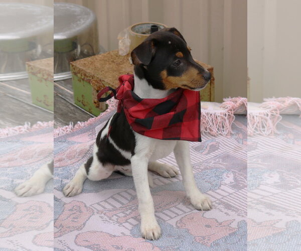 Medium Photo #2 Rat Terrier Puppy For Sale in Bandera, TX, USA