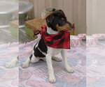 Small #1 Rat Terrier