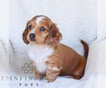Small #4 Dachshund