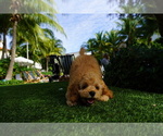 Small Photo #4 Cock-A-Poo Puppy For Sale in WELLINGTON, FL, USA