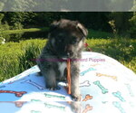 Small #3 German Shepherd Dog