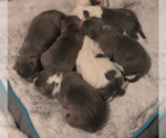 Small Photo #15 American Pit Bull Terrier Puppy For Sale in MOORESBURG, TN, USA