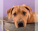 Small Photo #5 Labrador Retriever-Unknown Mix Puppy For Sale in Sheridan, CO, USA