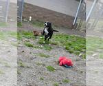 Small #13 Border Collie Mix