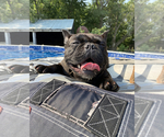 Small Photo #1 French Bulldog Puppy For Sale in SIOUX FALLS, SD, USA