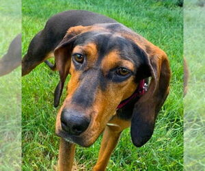 Black and Tan Coonhound-Unknown Mix Dogs for adoption in Monterey, VA, USA