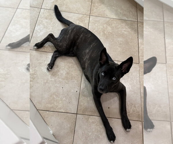 Medium Photo #5 Labsky Puppy For Sale in The Woodlands, TX, USA