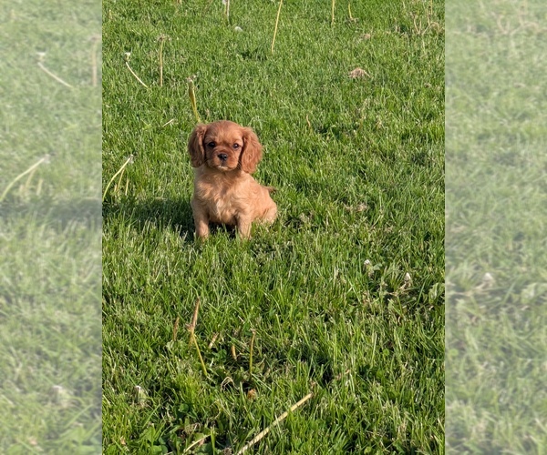 Medium Photo #4 Cavalier King Charles Spaniel Puppy For Sale in SEMPRONIUS, NY, USA