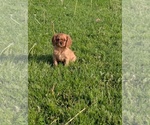 Small #3 Cavalier King Charles Spaniel