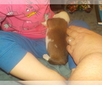Small Photo #12 Pembroke Welsh Corgi Puppy For Sale in CIMARRON, NM, USA